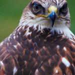 animal uid 1012133