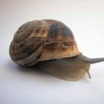 animal uid 1598847