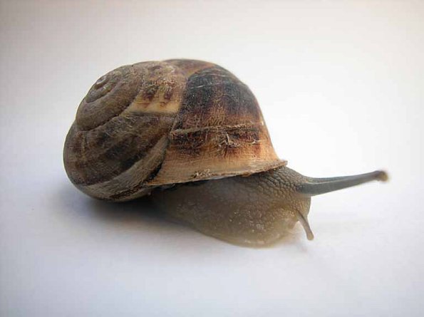 animal uid 1598847