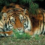animal uid 1599233