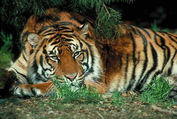 animal uid 1599233