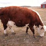 animal uid 1601910