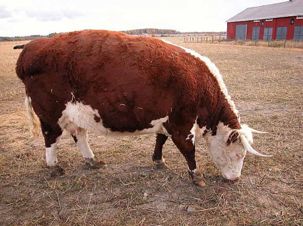 animal uid 1601910