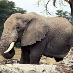 animal uid 1602070