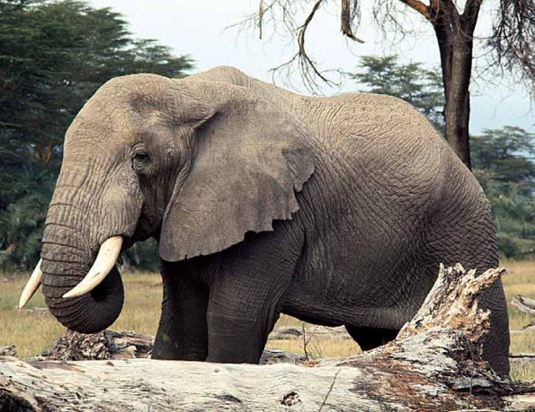 animal uid 1602070