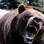 animal uid 1602073