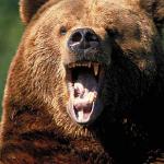 animal uid 1602497