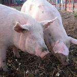 animals uid 1598846