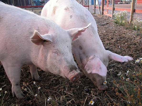 animals uid 1598846