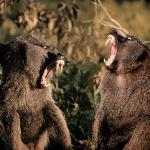 animals uid 1598946