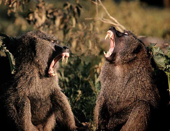 animals uid 1598946