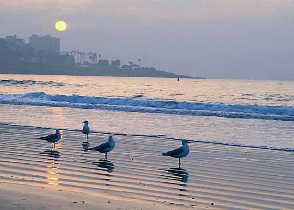 beach uid 1602388