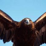 bird of prey uid 1658649