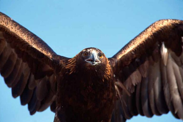 bird of prey uid 1658649