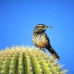 bird uid 1026593