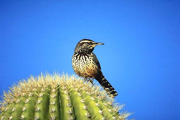 bird uid 1026593