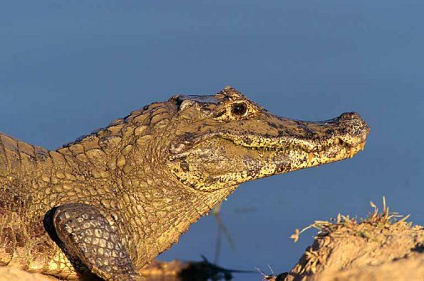 black caiman uid 1658202