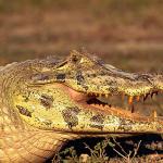 black caiman uid 1658203