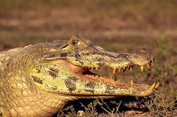 black caiman uid 1658203
