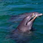 bottlenose dolphins uid 1658098