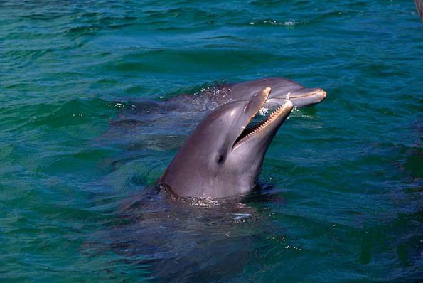 bottlenose dolphins uid 1658098