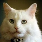 cat uid 1599035