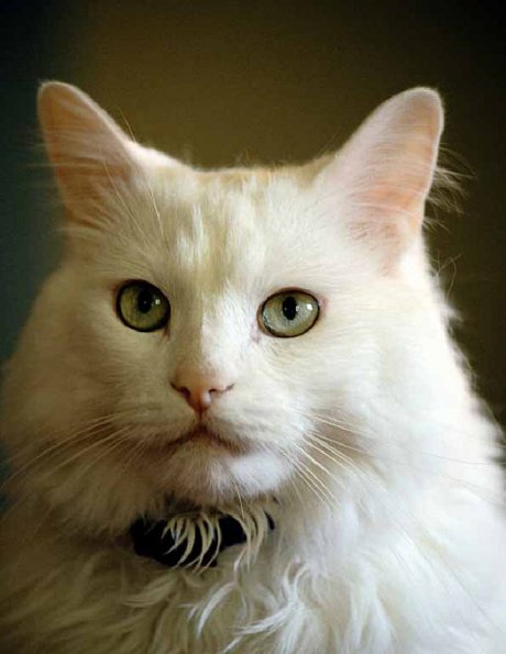 cat uid 1599035