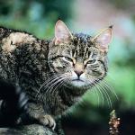 cat uid 1599146