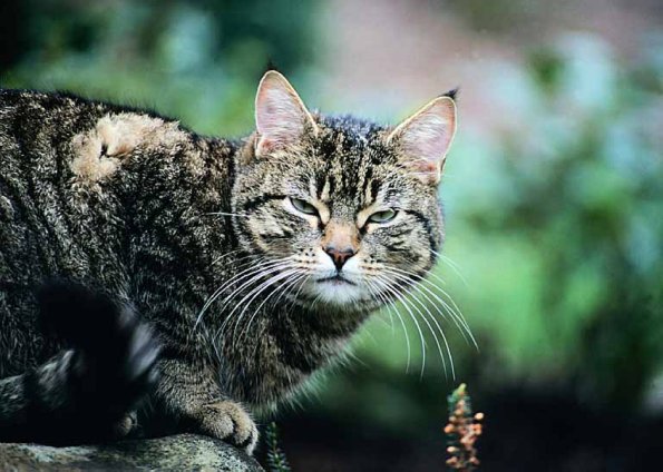 cat uid 1599146