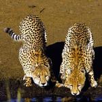 cheetahs uid 1602182