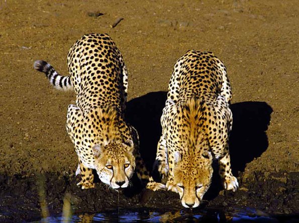 cheetahs uid 1602182