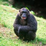 chimp uid 1658754