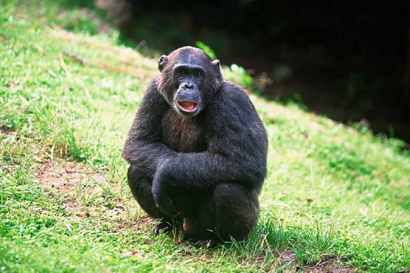 chimp uid 1658754