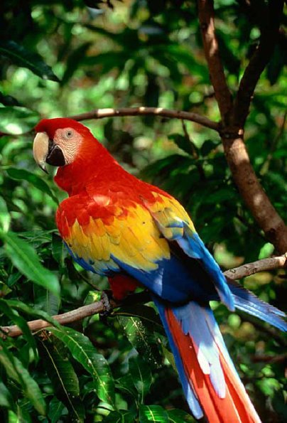 colorful uid 1659210