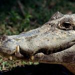 common caiman uid 1658199