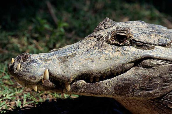 common caiman uid 1658199