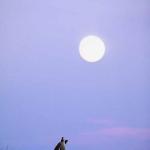 coyote uid 1026587