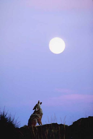 coyote uid 1026587