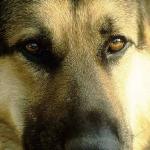 dog uid 1602340