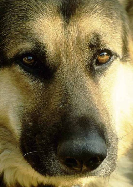 dog uid 1602340
