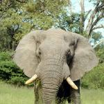 elephant uid 1602185