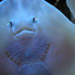 face uid 1598857