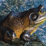 frog in shallow water uid 1189702