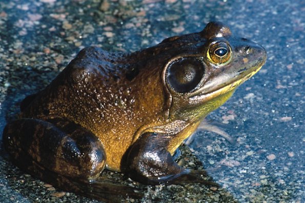 frog in shallow water uid 1189702