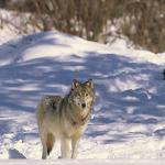grey wolf uid 1658473