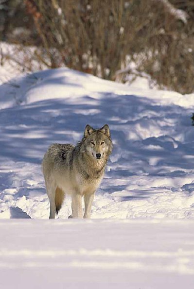 grey wolf uid 1658473