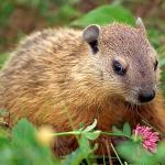 groundhog uid 1658235