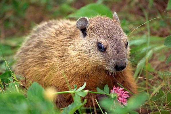 groundhog uid 1658235