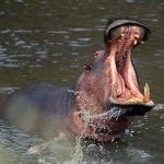 hippopotamus uid 1602213