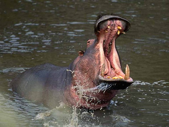hippopotamus uid 1602213